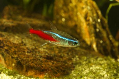 Neon tetra Paracheirodon innesi aydınlık tatlı su akvaryum balığı