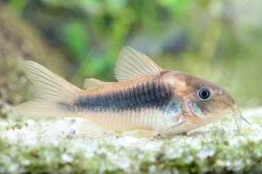 Zırhlı yayın balığı, Corydoras Aeneus, akvaryumdaki tropikal tatlı su balığı.