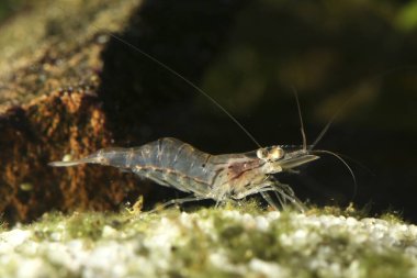 Şeffaf Japon karidesi, tatlı su göletinde Caridina japonica