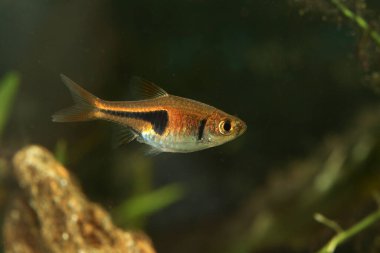  Lambchop rasbora, Rasbora the Sweet Water Akvaryumu 'nda