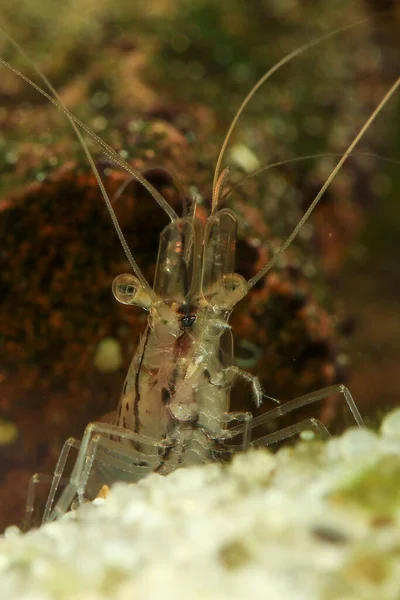 Διαφανής Ιαπωνική Γαρίδα Caridina Japonica Στη Λίμνη Γλυκού Νερού — Φωτογραφία Αρχείου