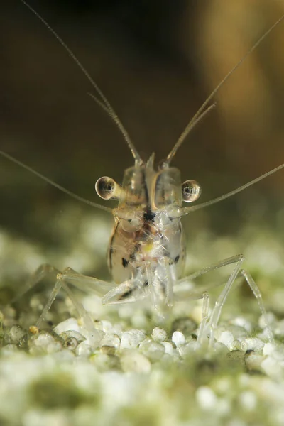 Διαφανής Ιαπωνική Γαρίδα Caridina Japonica Στη Λίμνη Γλυκού Νερού — Φωτογραφία Αρχείου