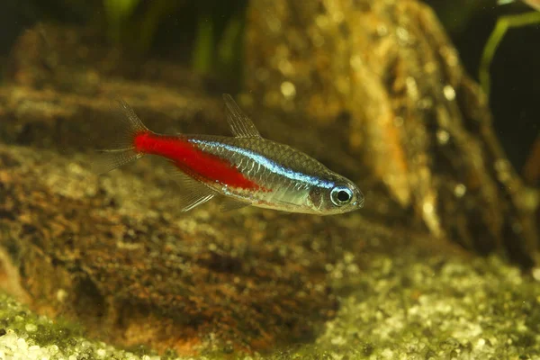Neon Tetra Paracheirodon Innesi Luminescent Freshwater Aquarium Fish — Stock Photo, Image
