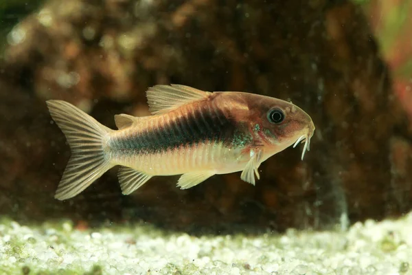 Bronz corydoras, Corydoras aeneus, akvaryumdaki tropikal tatlı su balığı.