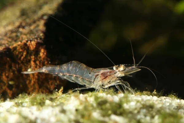 Прозора Японська Креветка Caridina Japonica Прісноводному Водоймі — стокове фото