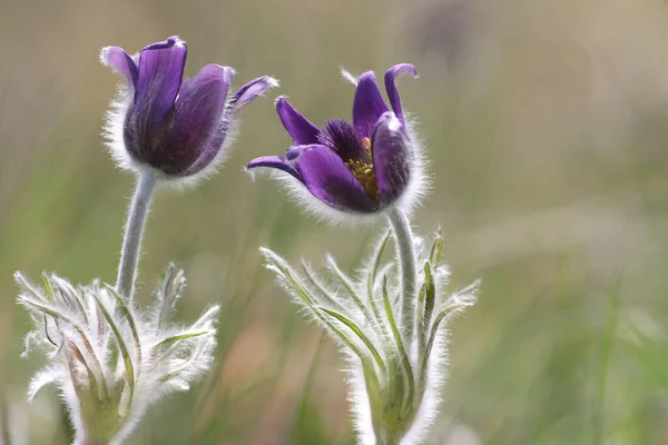 Два Фиолетовых Больших Паскских Цветка Pulsatilla Grandis Цветущих Весеннем Лугу — стоковое фото