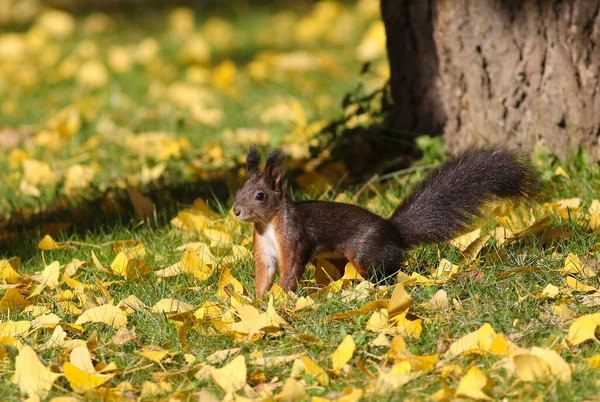 Veverka Sciurus Vulgaris Podzimním Parku — Stock fotografie