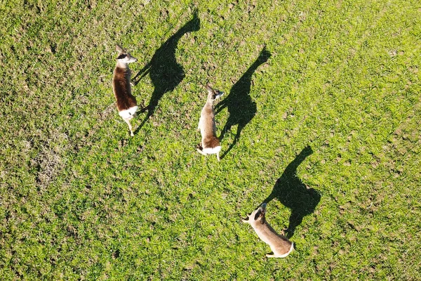 Vista Superior Bando Cervos Ovinos Com Sombras — Fotografia de Stock