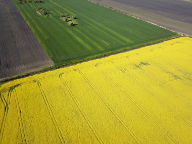 Sarı kolza tohumu tarlası ve yeşil buğday tarlası manzarası