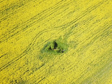 Sarı kolza tohumu tarlasının ortasındaki yeşil bir ağacın gerçek görüntüsü.