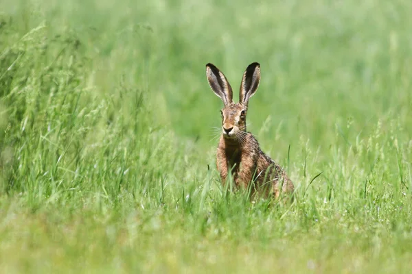 Zaghafter Hase Grünen Gras Stockbild