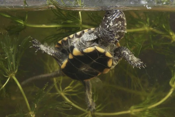 Baby European Pond Turtle Emys Orbicularis Dives Pond — Stock Photo, Image
