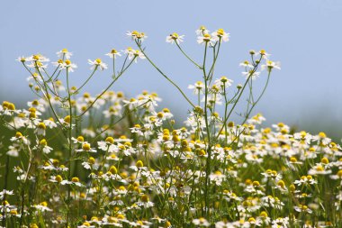 Homeopatik papatya otu Çayırda Matricaria chamomilla