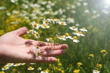 Kırsal alanda papatya tohumu hasadı Matricaria chamomilla