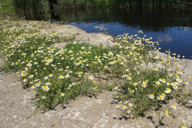 Yabani papatya otu Çayırda Matricaria chamomilla