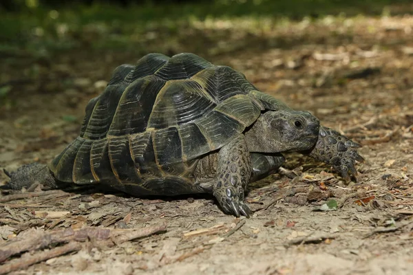 Greek Tortoise Testudo Graeca Forest Ground — Stock Photo, Image