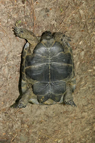 Bezradny Żółw Grecki Testudo Graeca Plecach — Zdjęcie stockowe