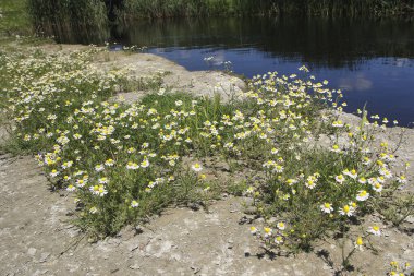 Yabani papatya otu Çayırda Matricaria chamomilla