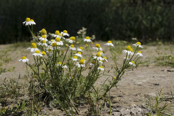 Ромашковая Трава Matricaria Chamomilla Лугу — стоковое фото