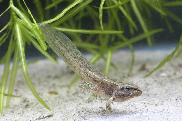 Ein Junger Grüner Frosch Mit Schwanz Einem Teich — Stockfoto
