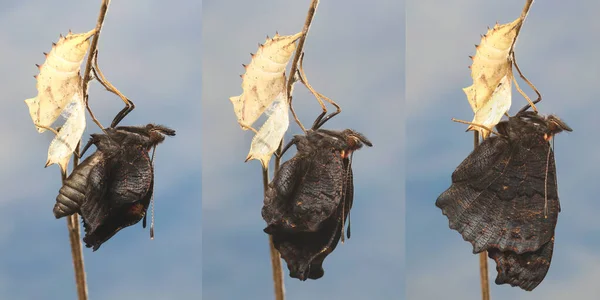 Paw Motyl Aglais Suszy Skrzydła Meta — Zdjęcie stockowe