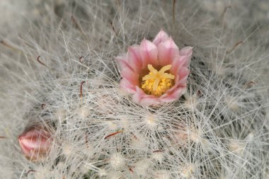 Pudra pudrası kaktüsü, mammillaria bocasana