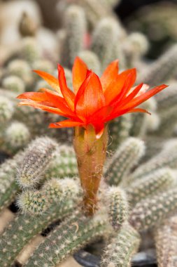 Fıstık kaktüsünün kırmızı çiçeği, Chamaecereusa Silvestrii çiçeği