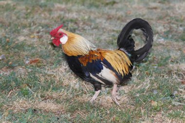 Kırmızı ibikli kahverengi ve siyah horoz
