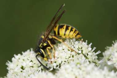 Alman eşekarısı, Vespula germanica çiçeğin üzerinde