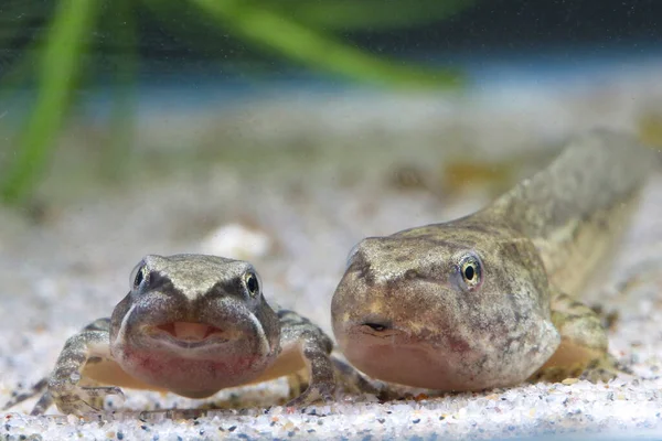 Tadpole and small frog of edible frog swimming in the lake