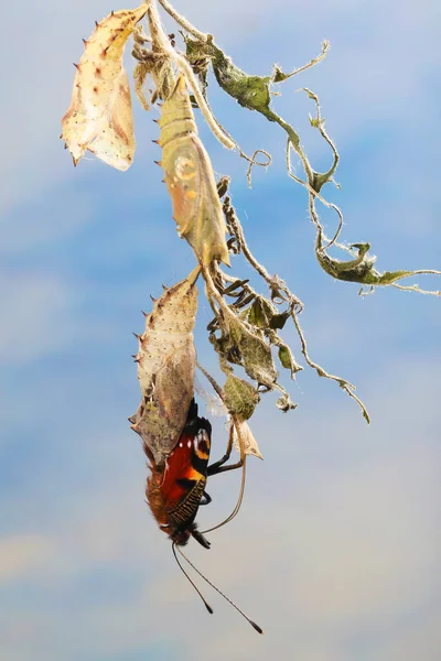 Aglais Paon Européen Qui Émerge — Photo