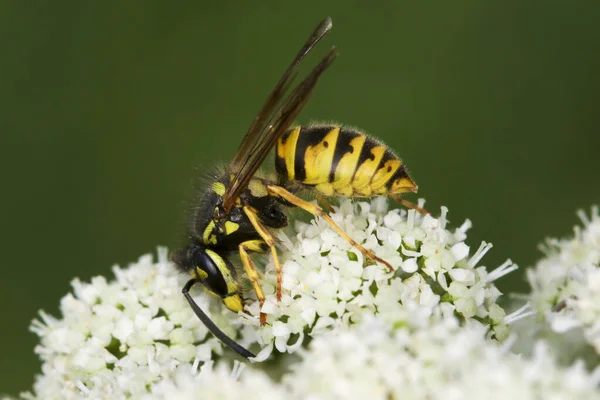 German Wasp Vespula Germanica Flower — Stock Photo, Image