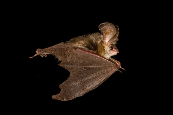 Långörad fladdermus flyger — Stockfoto