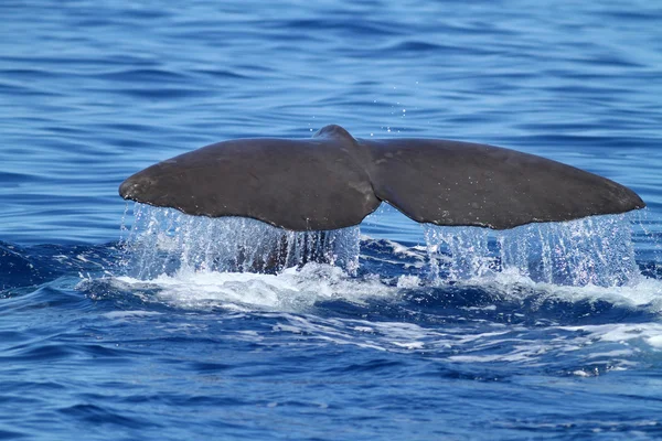 Buceo de ballenas de esperma — Foto de Stock