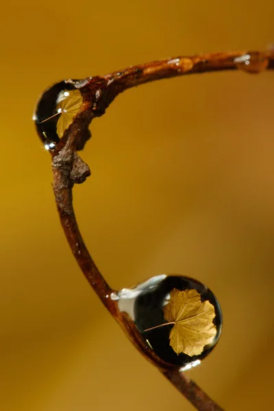 Yellow leaf reflection in droplets — Stock Photo, Image