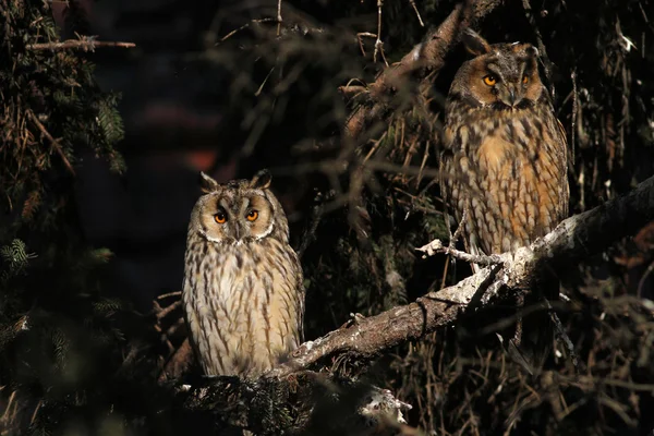 Dos búhos de orejas largas en la rama . — Foto de Stock