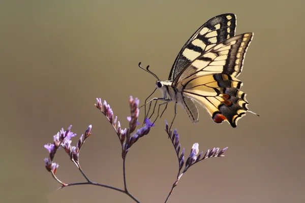 Swallowtail butterfly , papilio machaon — Stock Photo, Image
