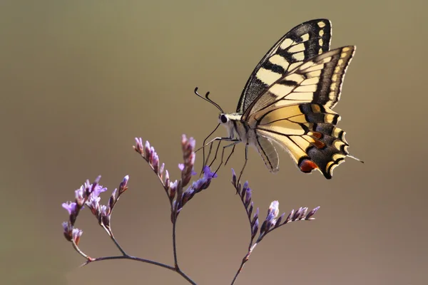 Swallowtail kelebek, papilio machaon