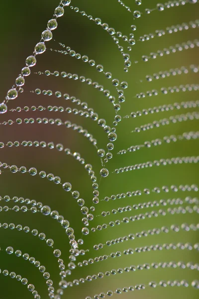 Wassertropfen und Spinnennetz — Stockfoto