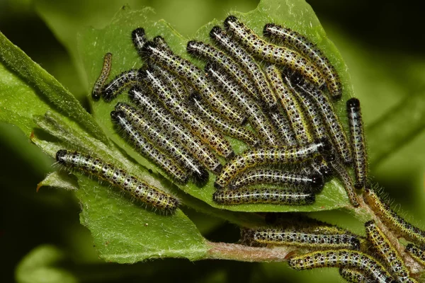 Grupo de orugas mariposa repollo —  Fotos de Stock