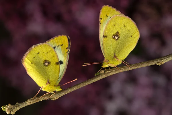 Dwa berger zachmurzone żółty motyl — Zdjęcie stockowe