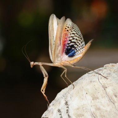  Brown Akdeniz dua mantis göstermek kanatlarını