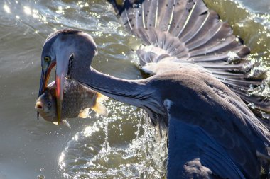  Gri balıkçıl büyük balık yakalamak