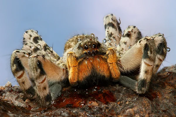 Creapy tarantula with water drops — Stock Photo, Image