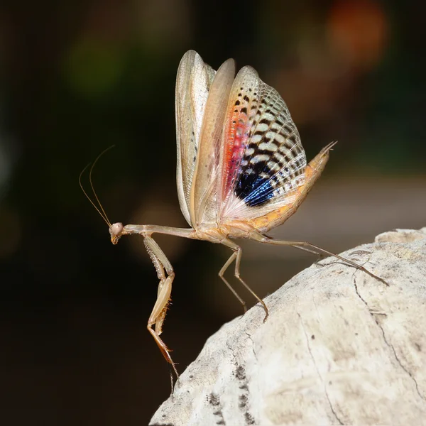 Brown prière mediterranean mantis montrer ses ailes — Photo