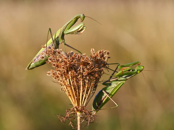 Two green praying mantis sitting on the plant — Stock Photo, Image