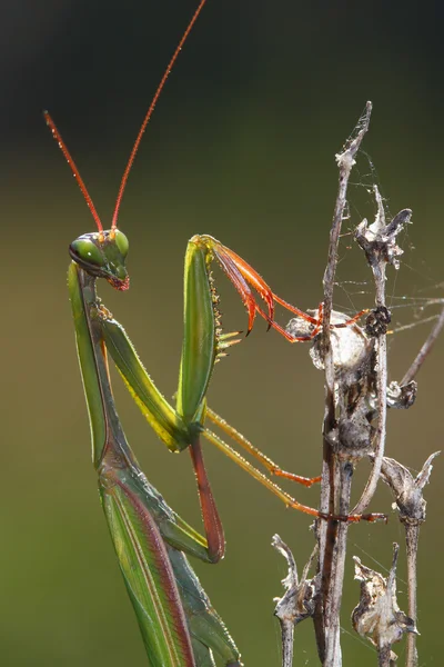 Mante priante verte avec patte rouge et antenne sur la plante — Photo