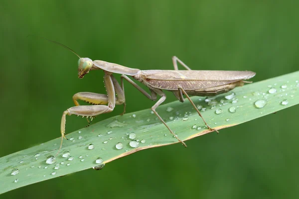 Prayingmantis brun assis sur la plante verte humide — Photo