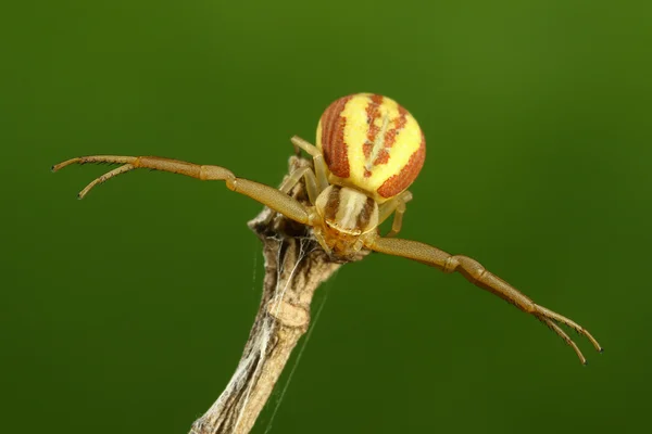 Aranha de caranguejo no fundo verde — Fotografia de Stock