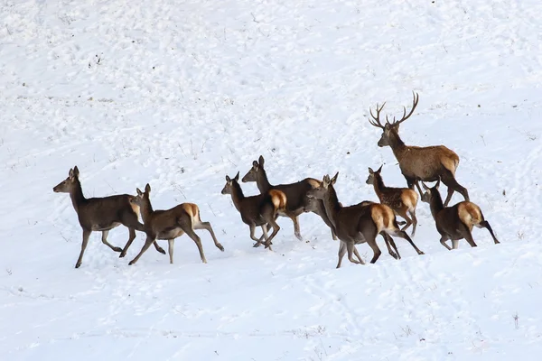 Correr atrás de veados vermelhos na neve — Fotografia de Stock
